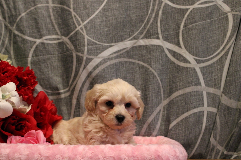 puppy, for, sale, Maltipoo, Matthew B. Stoltzfus, dog, breeder, Gap, PA, dog-breeder, puppy-for-sale, forsale, nearby, find, puppyfind, locator, puppylocator, aca